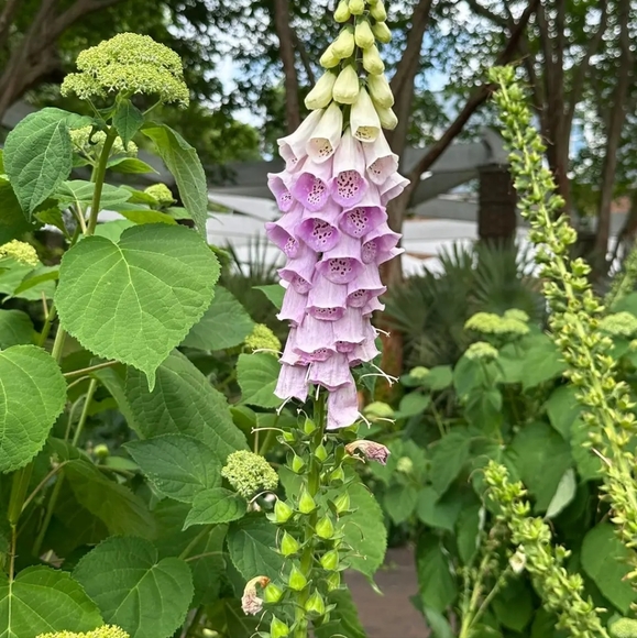 🔥 LIVE EVERYDAY SHARE SHOW  LUX AND DESIGNER BAGS  ⬇️STARTS 🔥 TONITE AT 11 PM - Picture 6 of 8